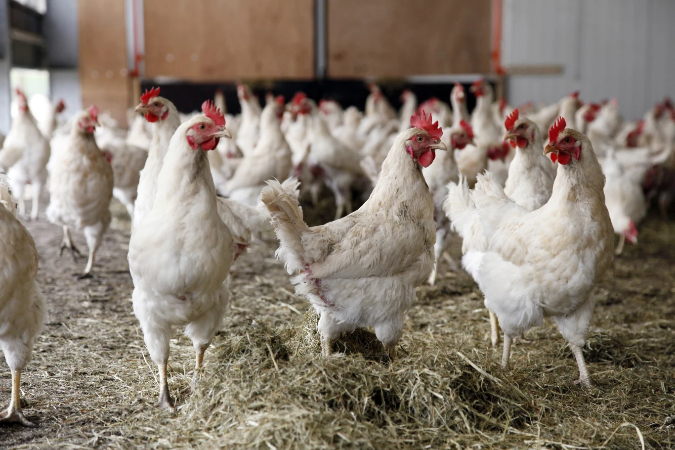 Drób jest narażony na zakażenie wirusem H5N1.