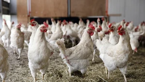 Chiny zdecydowały o wstrzymaniu importu drobiu z Polski