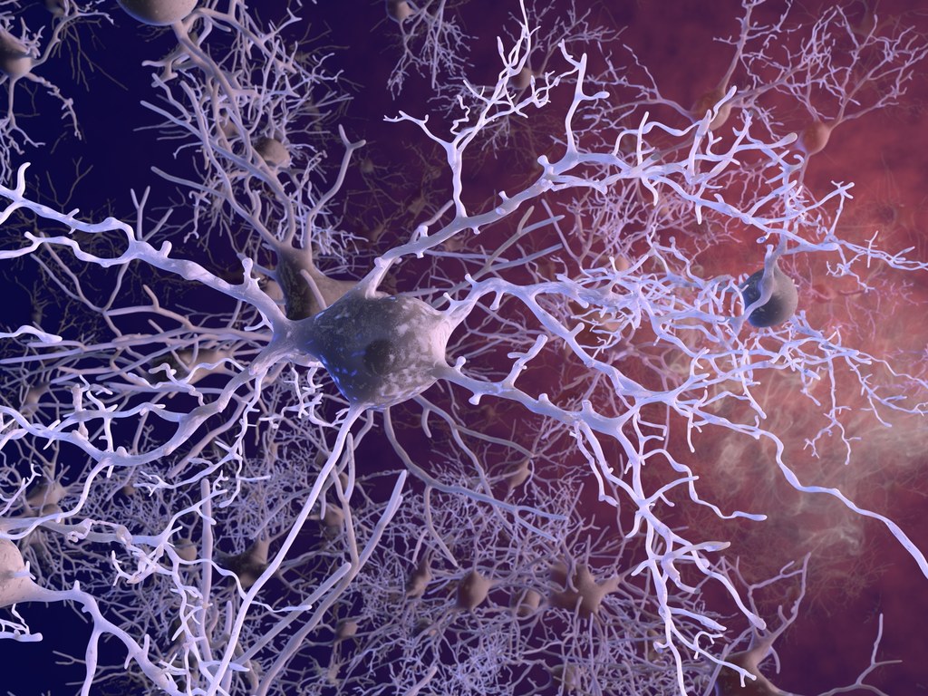 Model 3d interneuronów