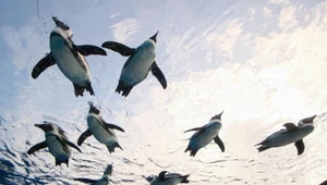 Pingwiny potrafią rozpoznawać wygląd i głosy