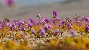 Kwiaty Atakamy. Zakwitła najstarsza pustynia na Ziemi