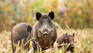 W tym roku Skarb Państwa wypłacił już niemal 2 mln zł z tytułu odszkodowań za straty wyrządzone przez zwierzęta łowne