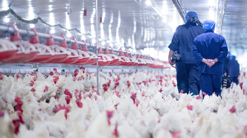 Zmarła ponad połowa z 48 osób zakażonych ostatnio szczepem ptasiej grypy H5N6