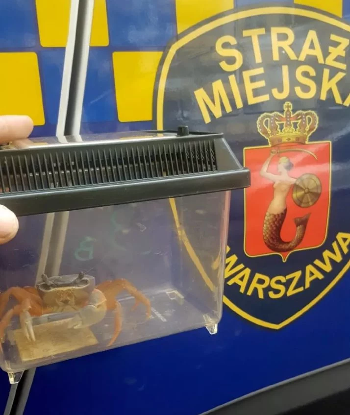 Strażnicy znaleźli kraba w pionie kanalizacyjnym Strażnicy znaleźli kraba w pionie kanalizacyjnym