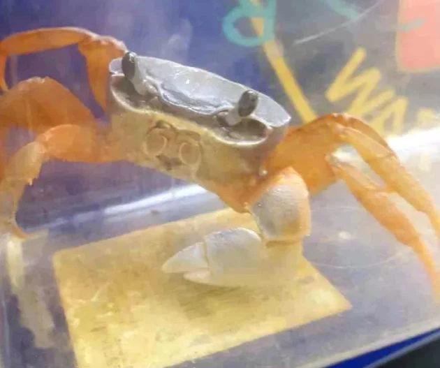 Krab w pionie wentylacyjnym Krab w pionie wentylacyjnym
