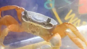 Krab w pionie wentylacyjnym