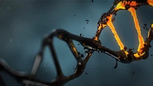 "Śmieciowe DNA" jest niezbędne do życia. Niespodziewane odkrycie genetyków 