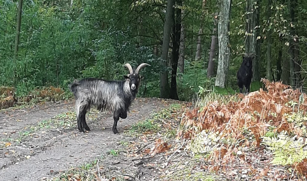 W lesie biegają dwa kozły, leśnicy szukają właścicieli W lesie biegają dwa kozły, leśnicy szukają właścicieli