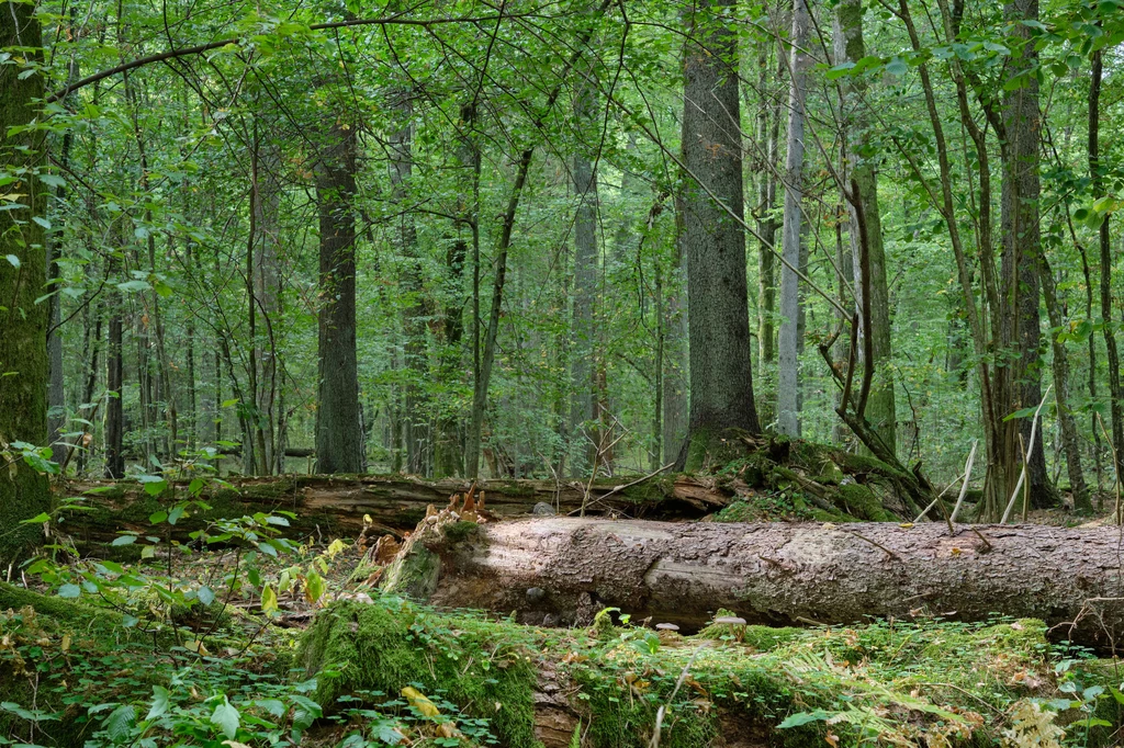 Puszczą zarządzają trzy nadleśnictwa Lasów Państwowych: Browsk, Białowieża i Hajnówka oraz Białowieski Park Narodowy