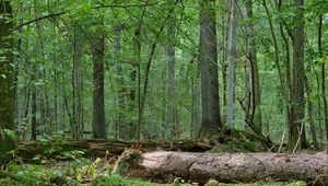 Puszczą zarządzają trzy nadleśnictwa Lasów Państwowych: Browsk, Białowieża i Hajnówka oraz Białowieski Park Narodowy