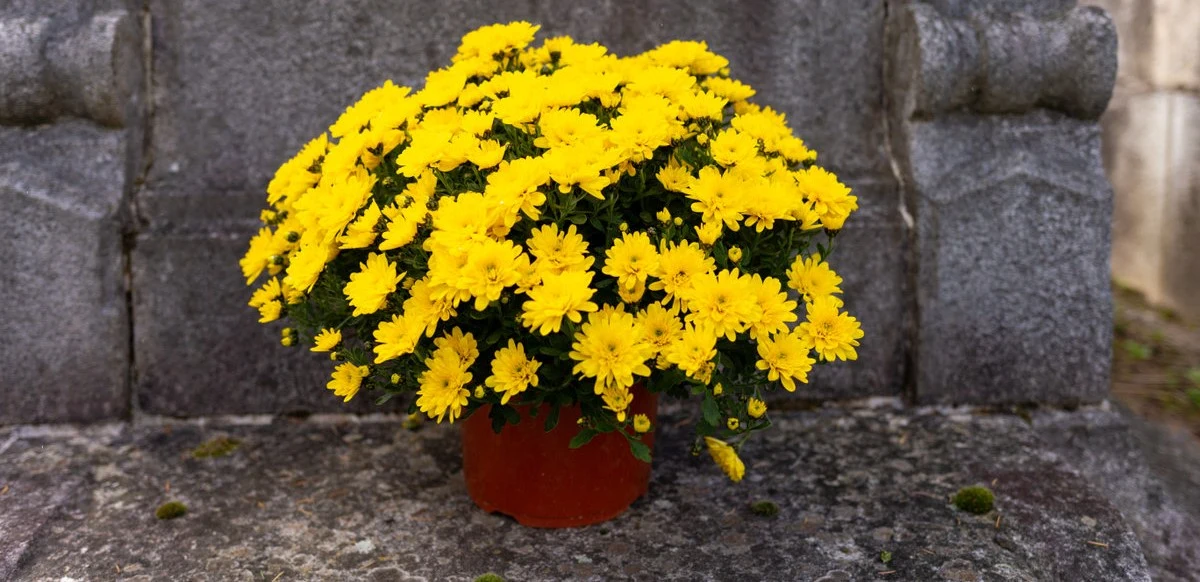 Chryzantemy już niedługo masowo zaczną pojawiać się w przycmentarnych sklepach