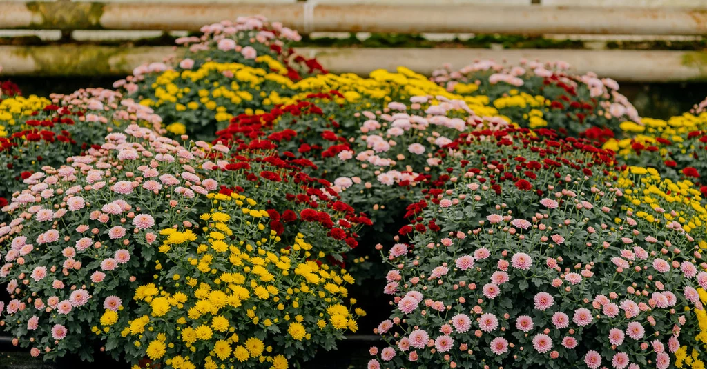 Chryzantemy to jedne z najchętniej wybieranych kwiatów na groby, ale rosną też dobrze w ogrodzie