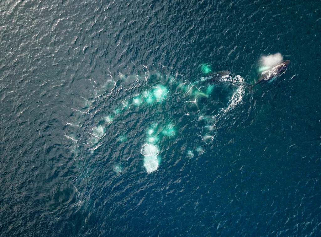 Bąble powietrza pozostawiane przez żerującego wieloryba. Fot. Vadim Balakin / CATERS NEWS