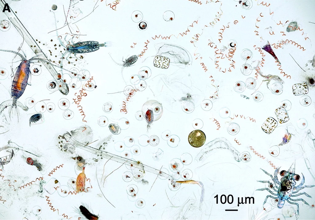 Morski plankton Morski plankton