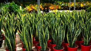 Co zrobić z roślinami kupionymi w markecie?