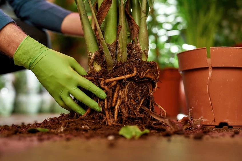 Koniecznie przesadź rośliny: Uchronisz je przed gniciem!