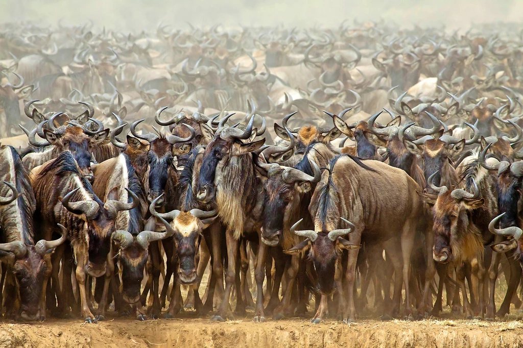 Zwierzęta migrujące w Parku Narodowym Masai Mara w Kenii. Fot. imago/blickwinkel
