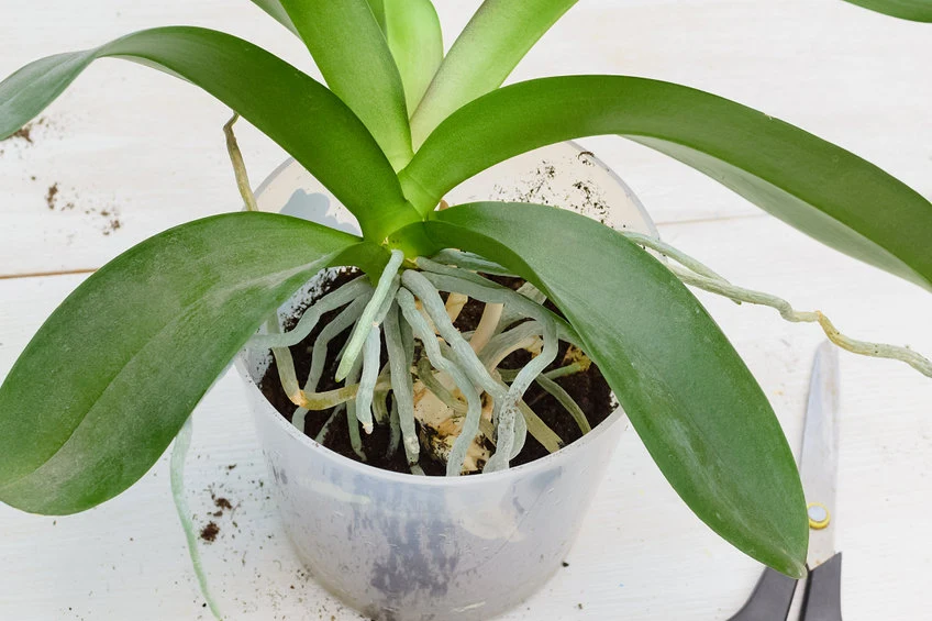 Jeśli storczyk ma szare korzenie to wymaga podlania. 