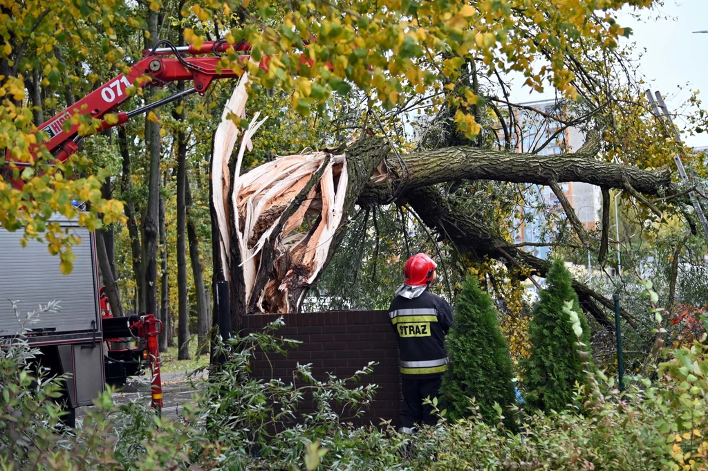 Strażacy usuwają powalone drzewo w Szczecinie
