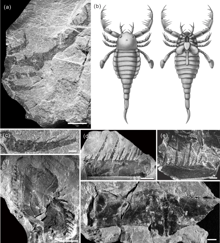 Skorpion żył ponad 400 mln lat temu, na terenie dzisiejszych Chin