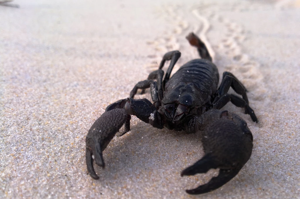 Odnaleziona skamieniałość skorpiona ma metr długości. Zdj. ilustracyjne