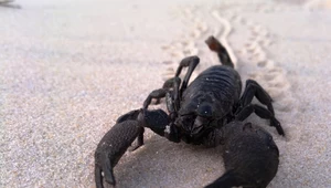 Ponad 400 mln lat temu w Chinach żył skorpion wielkości psa