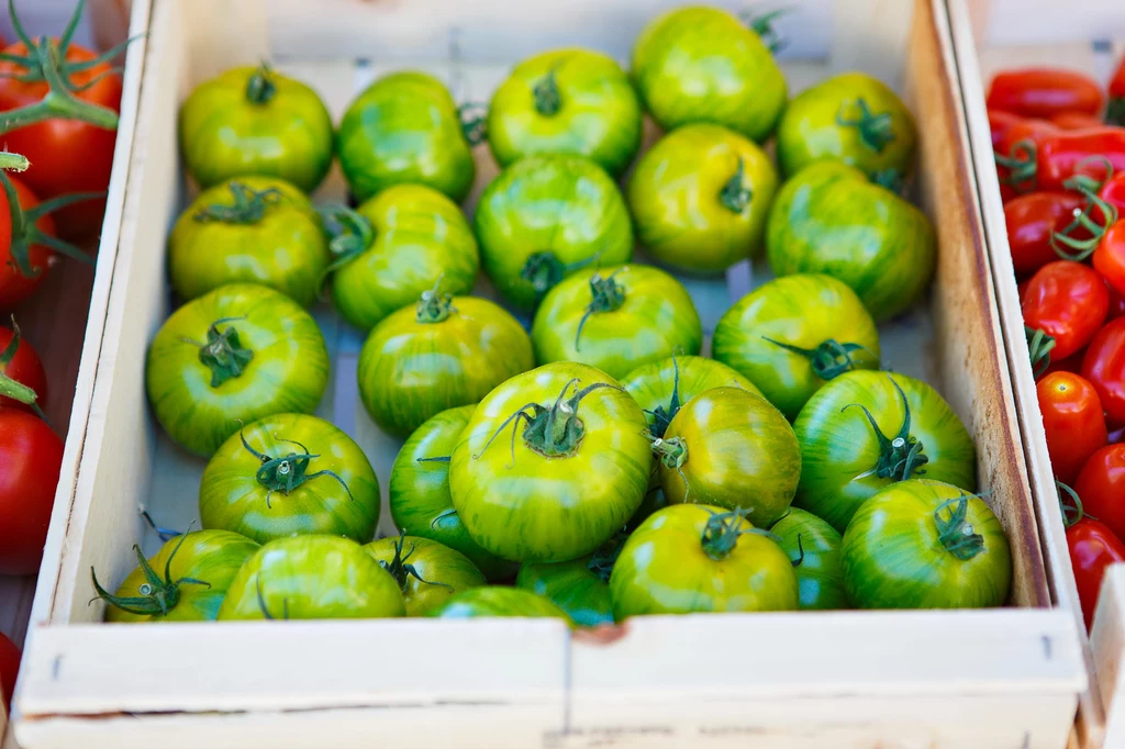 Czy da się przyspieszyć dojrzewanie zielonych pomidorów?