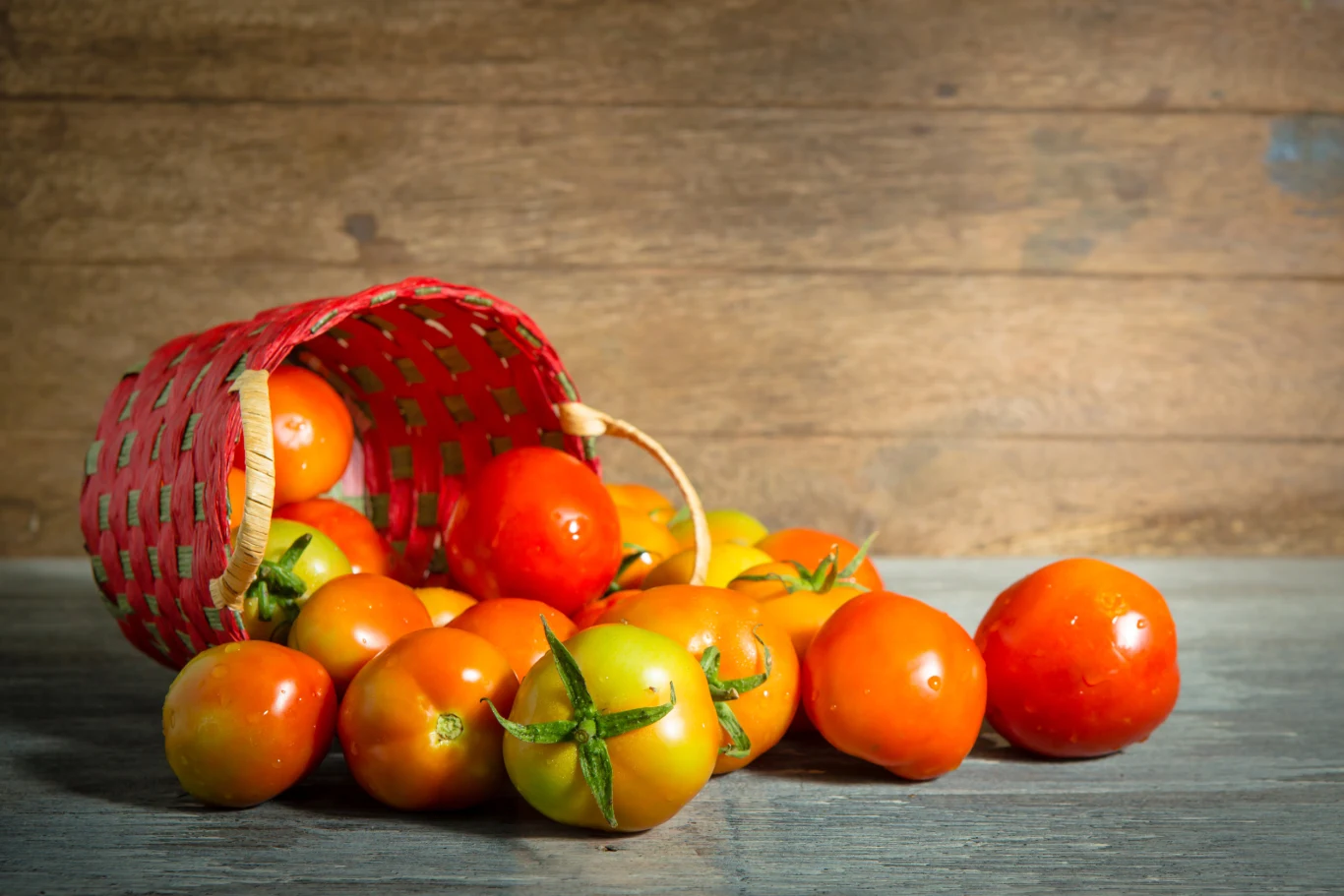 Niedojrzałe pomidory trzymaj w temperaturze pokojowej. Z pewnością nie przechowuj ich w lodówce.