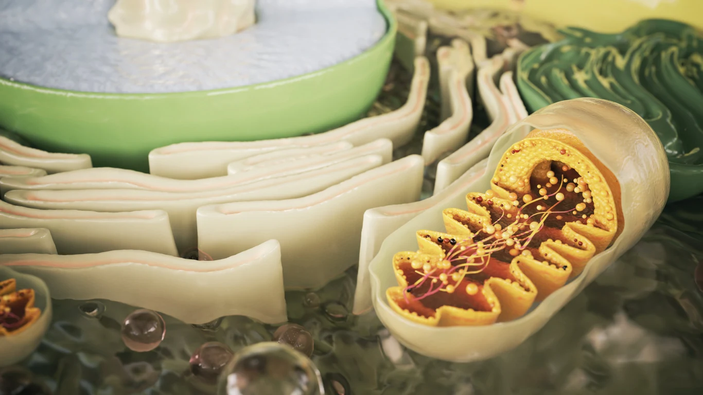 Mitochondrium, czyli fabryka energetyczna komórki Mitochondrium, czyli fabryka energetyczna komórki