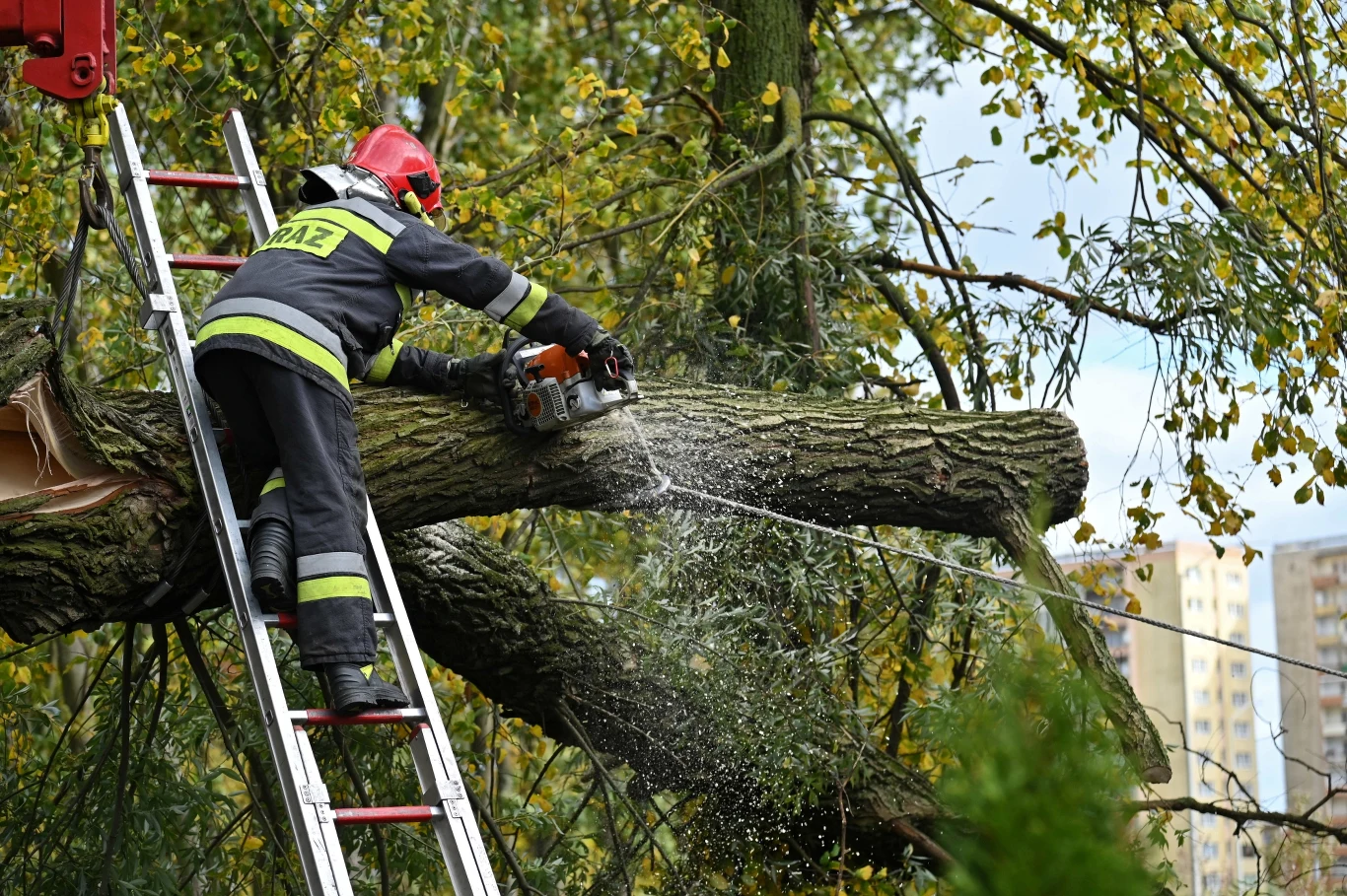 Usuwanie skutków wichur w Szczecinie Usuwanie skutków wichur w Szczecinie