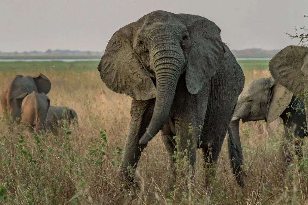 Słonica Park Narodowy Gorongosa w Mozambiku. Fot. Jennifer Guyton / CATERS NEWS 