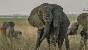 Samice słoni tracą kły. Tak bronią się przed ludźmi 