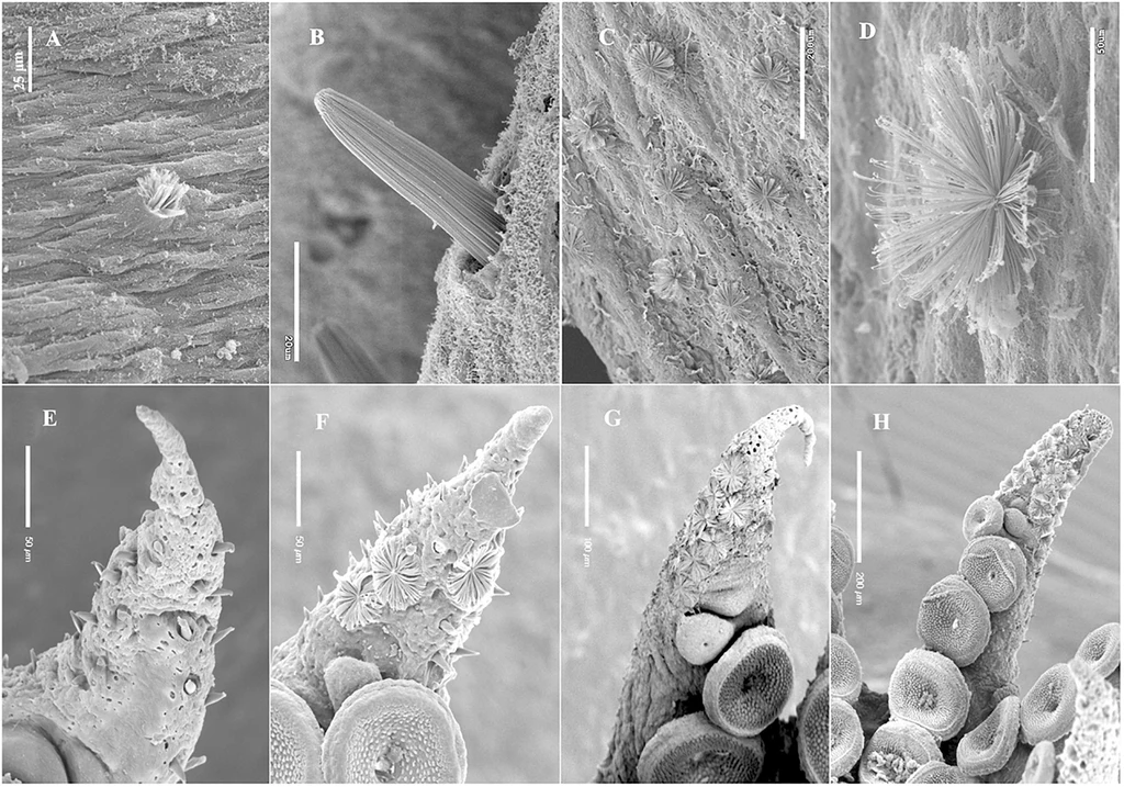 Fot. Villanueva et al., Frontiers in Marine Science, 2021