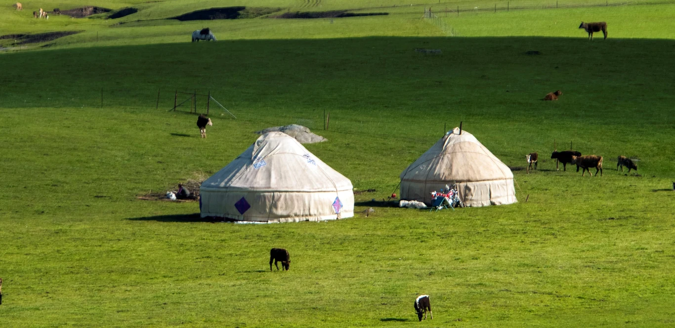 Kulturom nomadycznym ekspansji na zachód pomogło spożywanie produktów mlecznych Kulturom nomadycznym ekspansji na zachód pomogło spożywanie produktów mlecznych