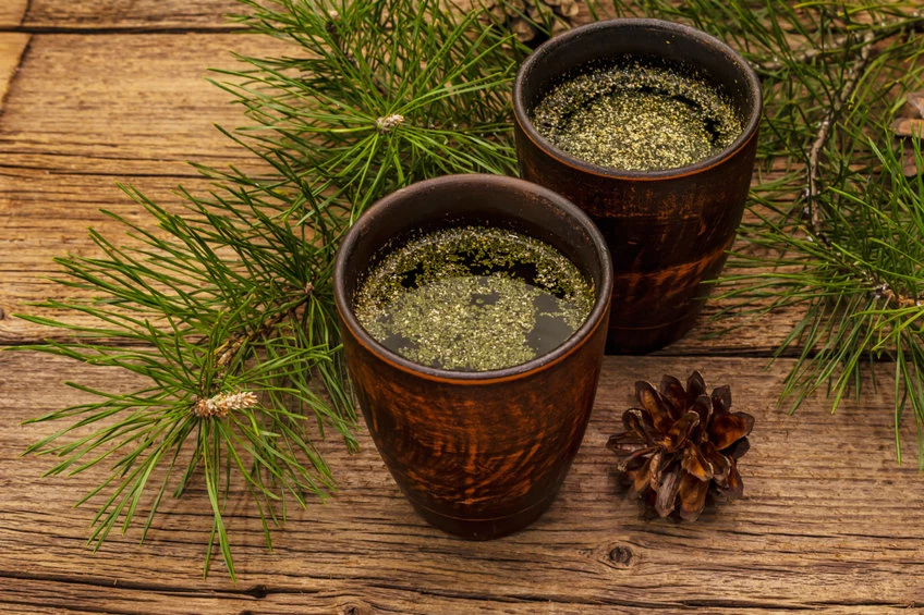 Herbata z igieł sosny to dobry sposób na szybkie pokonanie przeziębienia