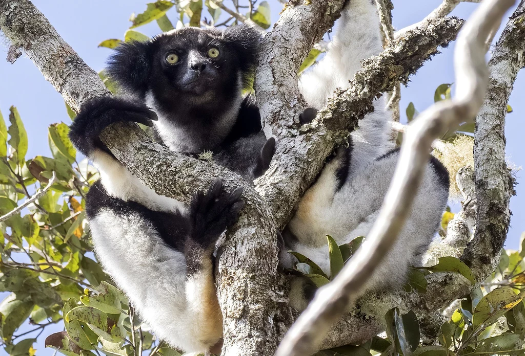 Śpiewające lemury? Niecodziennie odkrycie na Madagaskarze