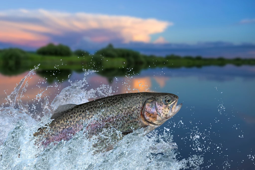 Spożywanie pstrąga z polskich hodowli jest bezpieczne – ryby te preferują czyste wody i zdrowe środowisko 