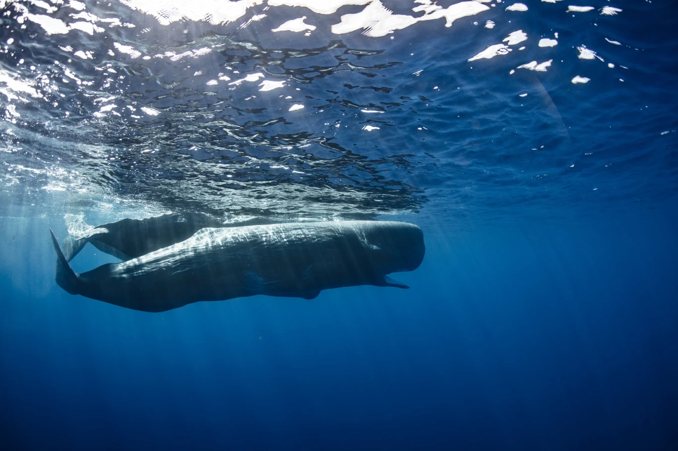 Kluczem do zrozumienia zwierząt mają być wydawane przez nie trzaski i kliki Kluczem do zrozumienia zwierząt mają być wydawane przez nie trzaski i kliki