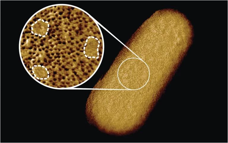 Pałeczka E. coli, Fot. Benn et.al/UCL