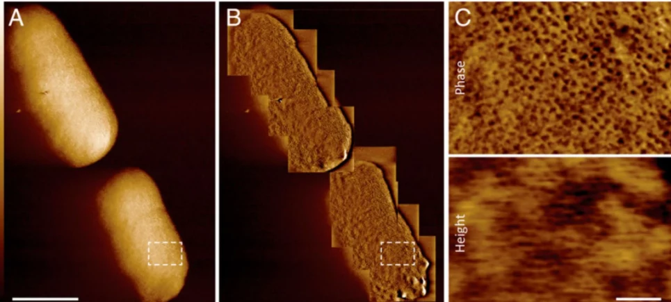 Benn et al., PNAS, 2021