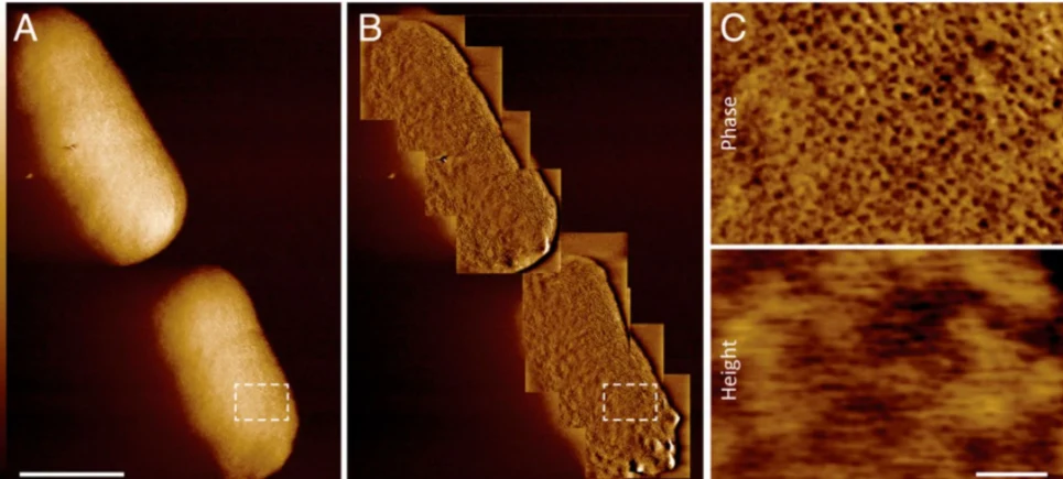 Benn et al., PNAS, 2021