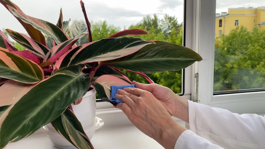 Cykliczne czyszczenie roślin z kurzu zminimalizuje ryzyko pojawienia się szkodników. 