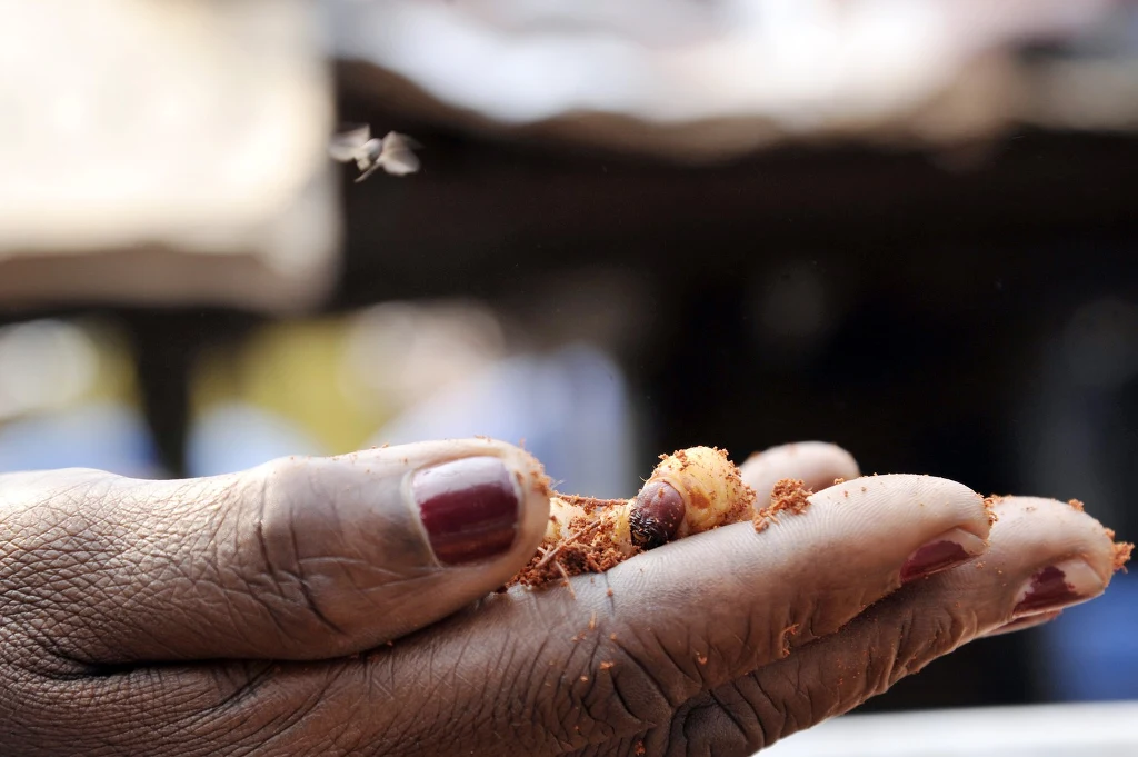 Gąsienice jadalne z największą ilością białka Gąsienice jadalne z największą ilością białka