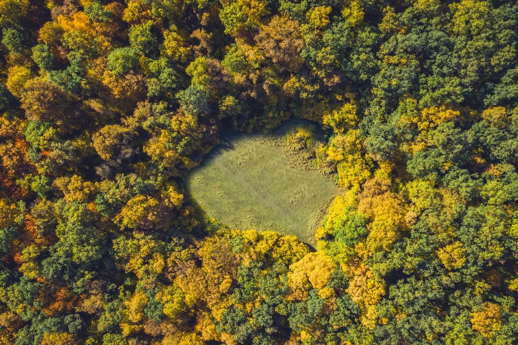 "Poiana Rotunda" w Hoia Baciu jest martwą strefą, na której nie rośnie żadna roślinność