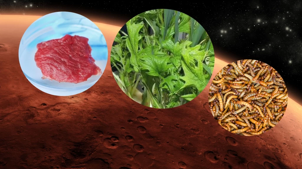 NASA przedstawiła menu kolonizatorów Marsa