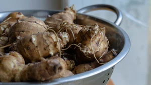 Nazywają go "zdrowszym ziemniakiem". Pomaga schudnąć, obniża cholesterol, reguluje ciśnienie