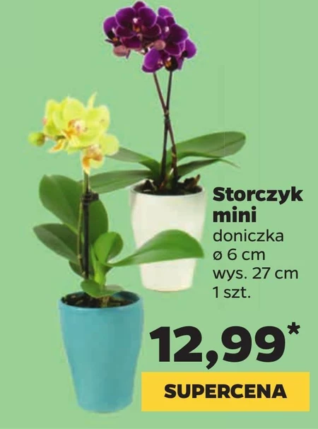 Storczyk