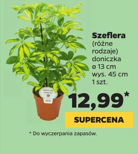 Szeflera