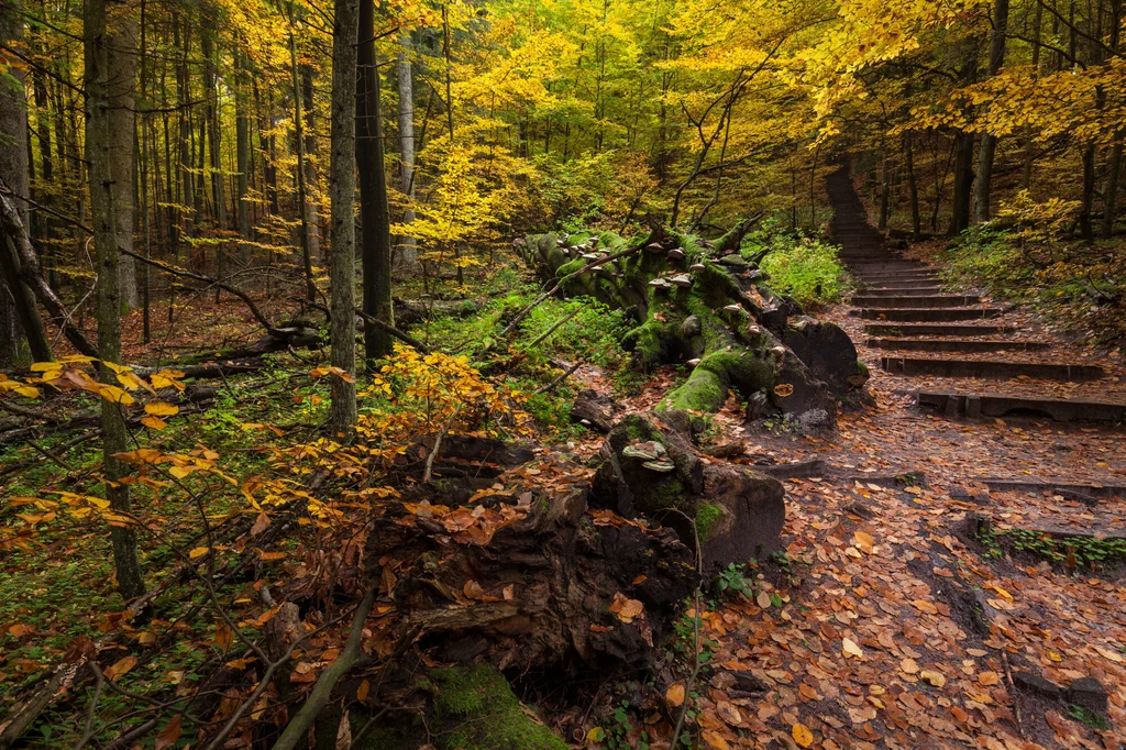 Roztoczański Park Narodowy jesienią ma swój wyjątkowy urok  