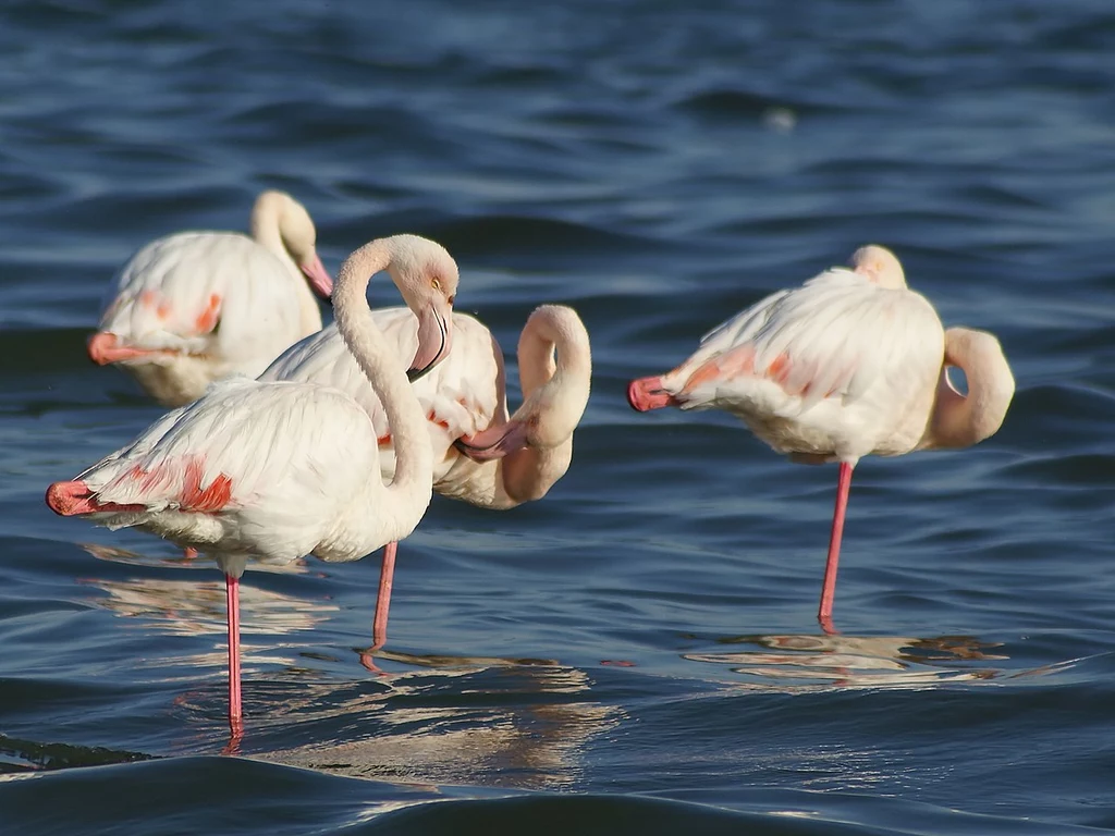 Różowe flamingi podobnie jak ludzie używają makijażu